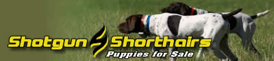 Shotgun Shorthairs