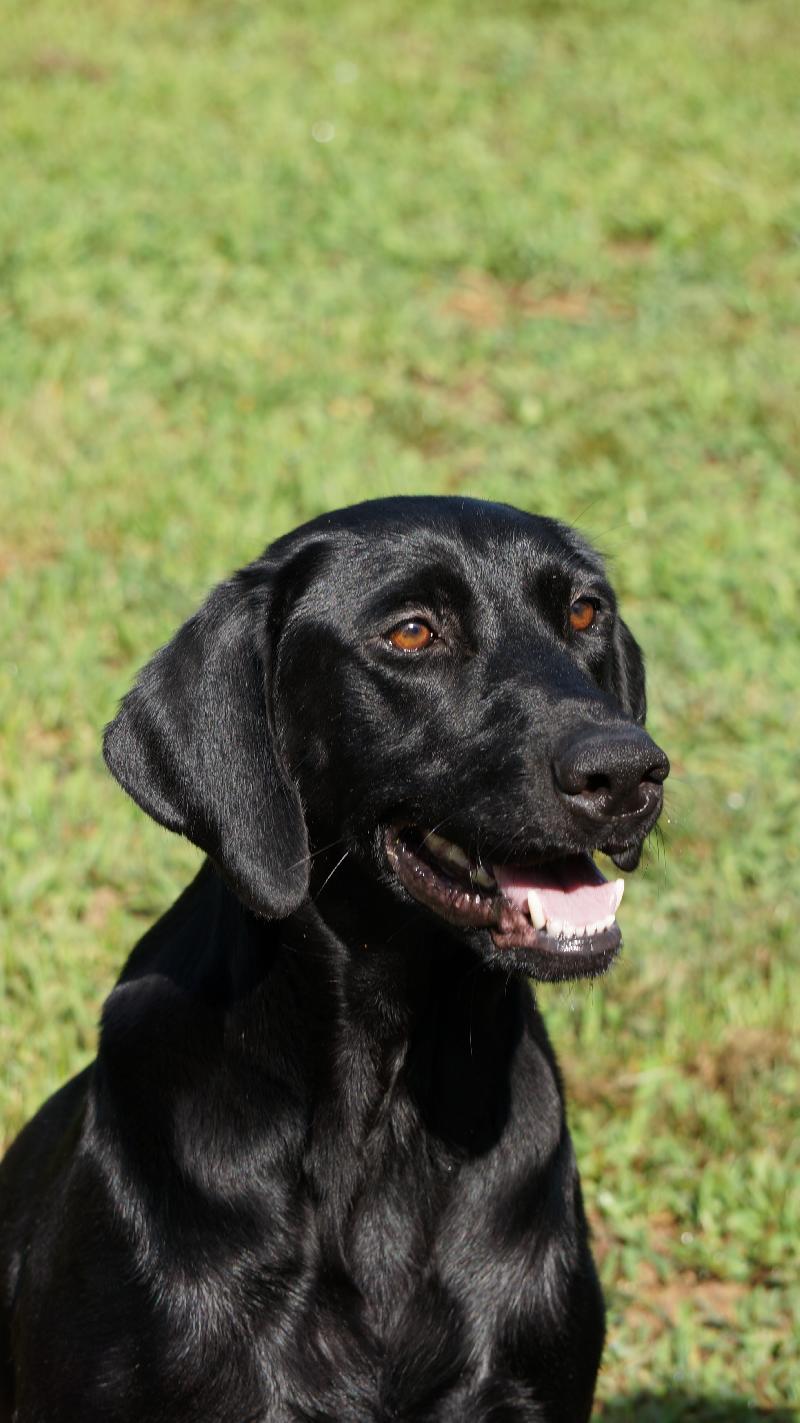 AKC/UKC BLACK LAB PUPSEXCELLENT PEDIGREE