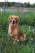Proven Golden at Stud-Field Trialer/Hunter