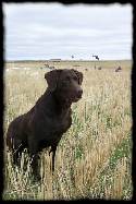 Master Hunter Sired Chocolate & Black Litter