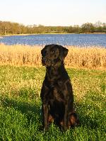 Sundowner Retrievers