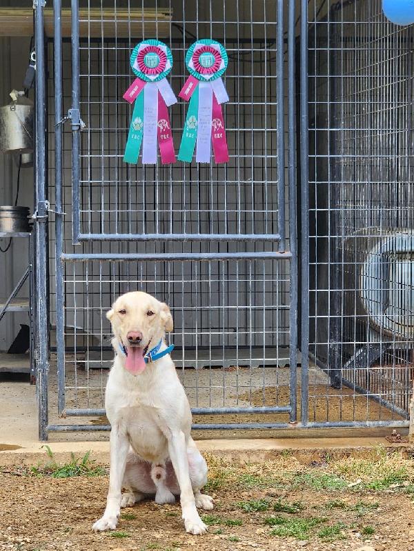 STARTED YELLOW MALE Labrador Retriever