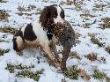 Springer Spaniel fully  trained land/water