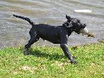 Labrador retriever puppies for sale in western kentucky