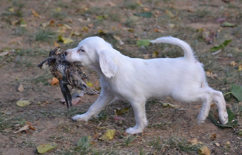 FEMALE ENGLISH SETTER PUPPIES - FIELD BRED