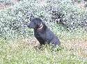 POINTING BLACK LABRADOR AT STUD