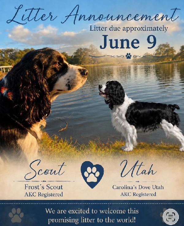ENGLISH SPRINGER SPANIEL LITTER ANNOUNCEMENT English Springer Spaniel
