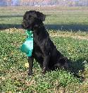 (MO) Grand Master Pointing Retriever at Stud!