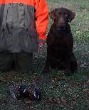 Chocolate Lab for Stud