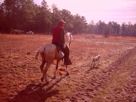 Field Trial Horse