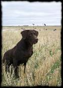 Pointing Chocolate Labrador Puppies