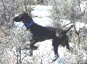 GSP pups in Idaho