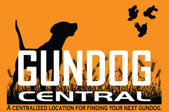 HUNTING DOGS FOR SALE - Gun dogs, Bird 