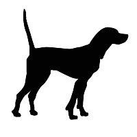 English Pointer