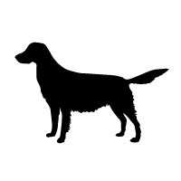 Large Munsterlander