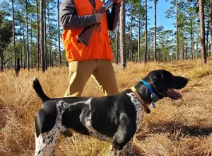 SHARP SHOOTER GSP STUD