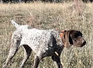 TRAINED GERMAN SHORTHAIRED POINTERS!!!!!!!