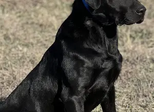 TRAINED LABRADORS AVAILABLE !!!!!!!