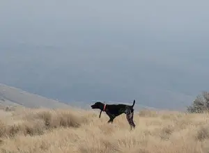 GSP STARTED MALE
