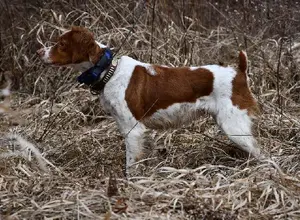 EXCEPTIONAL FINISHED DOG - DC AFC EXCEPTIONAL FINISHED DOG - DC AFC