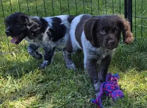 ACK/UKC REG. TATOO DU BOIS COURCOL BRED PUPS
