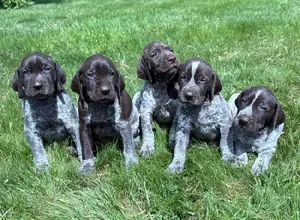 GERMAN SHORTHAIRED POINTER PUPPIES