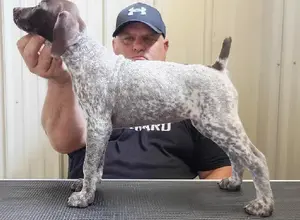 SELECTIVE BREEDING AT ITS FINEST