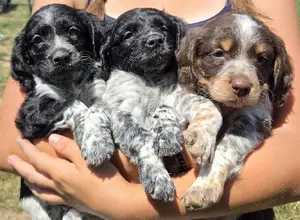 32X NSTRA NOLANS LAST BULLET BRED PUPS