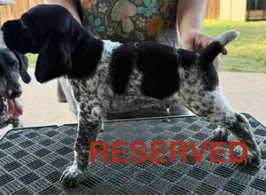 PUPPIES FOR SALE
