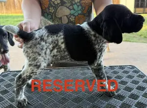 PUPPIES FOR SALE