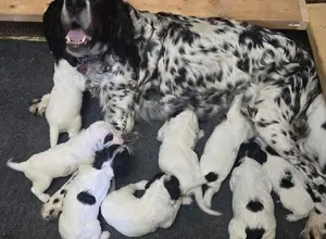 ENGLISH SETTER PUPPIES BORN MAY 6TH