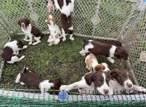 AKC BRITTANY PUPS LOOKING FOR FOREVER HOMES!