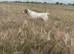 10 MONTH OLD STARTED MALE BRITTANY