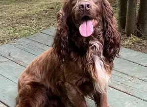 UK CHAMPION PEDIGREE ENGLISH COCKER PUPS