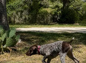 GRETTA X AUGUSTUS - PHOEBE - PINK COLLAR