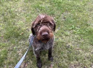 3 YOUNG GRIFFON AVAILABLE