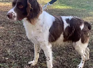 AMERICAN BRITTANY