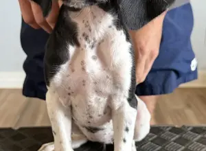 PUPPIES FOR SALE