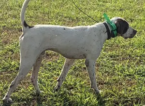 1.5 YEAR OLD MALE POINTER