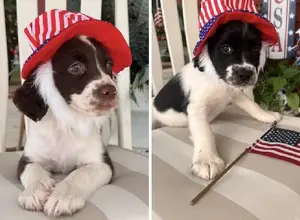 FIELD BRED ENGLISH SPRINGER SPAINELS