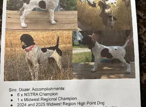 GERMAN SHORTHAIR POINTER
