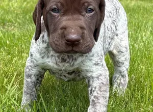 GERMAN SHORTHAIRED POINTER PUPPIES GERMAN SHORTHAIRED POINTER PUPPIES