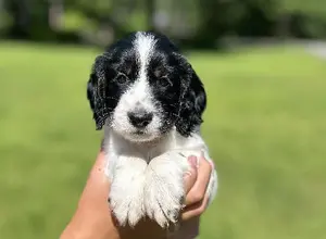 ENGLISH COCKER SPANIELS - FIELD BRED