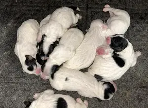 TOP CITY ENGLISH SETTER LITTER