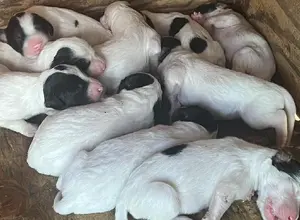 ENGLISH SETTER LITTER