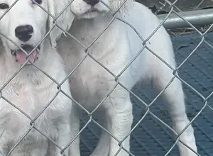 SETTER PUPS