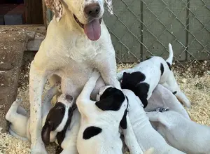 GRAND PUPS OF HALL OF FAME GUARD RAIL