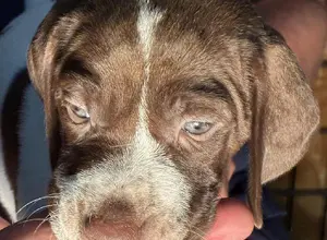 GUARD RAIL BRED PUPPY