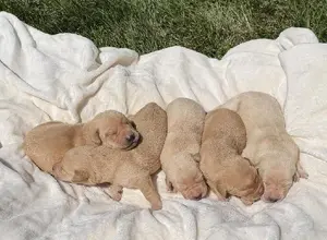 4XGMPR CHAMPION RED/YELLOW LAB PUPPIES