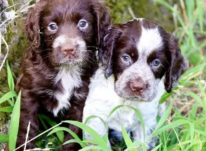 FIELD BRED ENGLISH COCKER - FEMALE PUPS